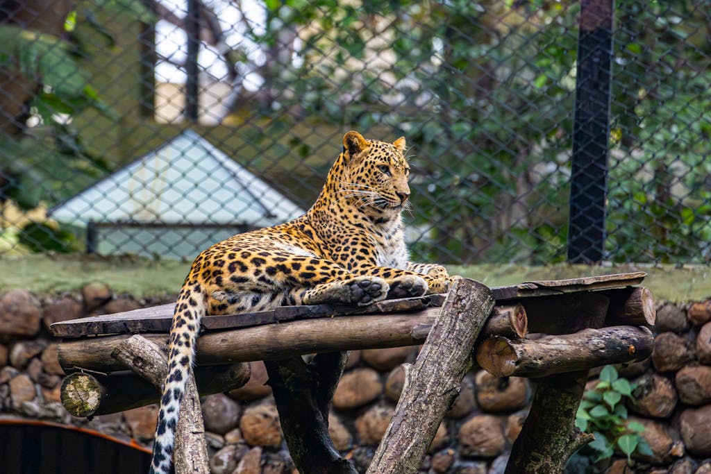 A stunning leopard reclining on a wooden platform in an outdoor zoo setting.